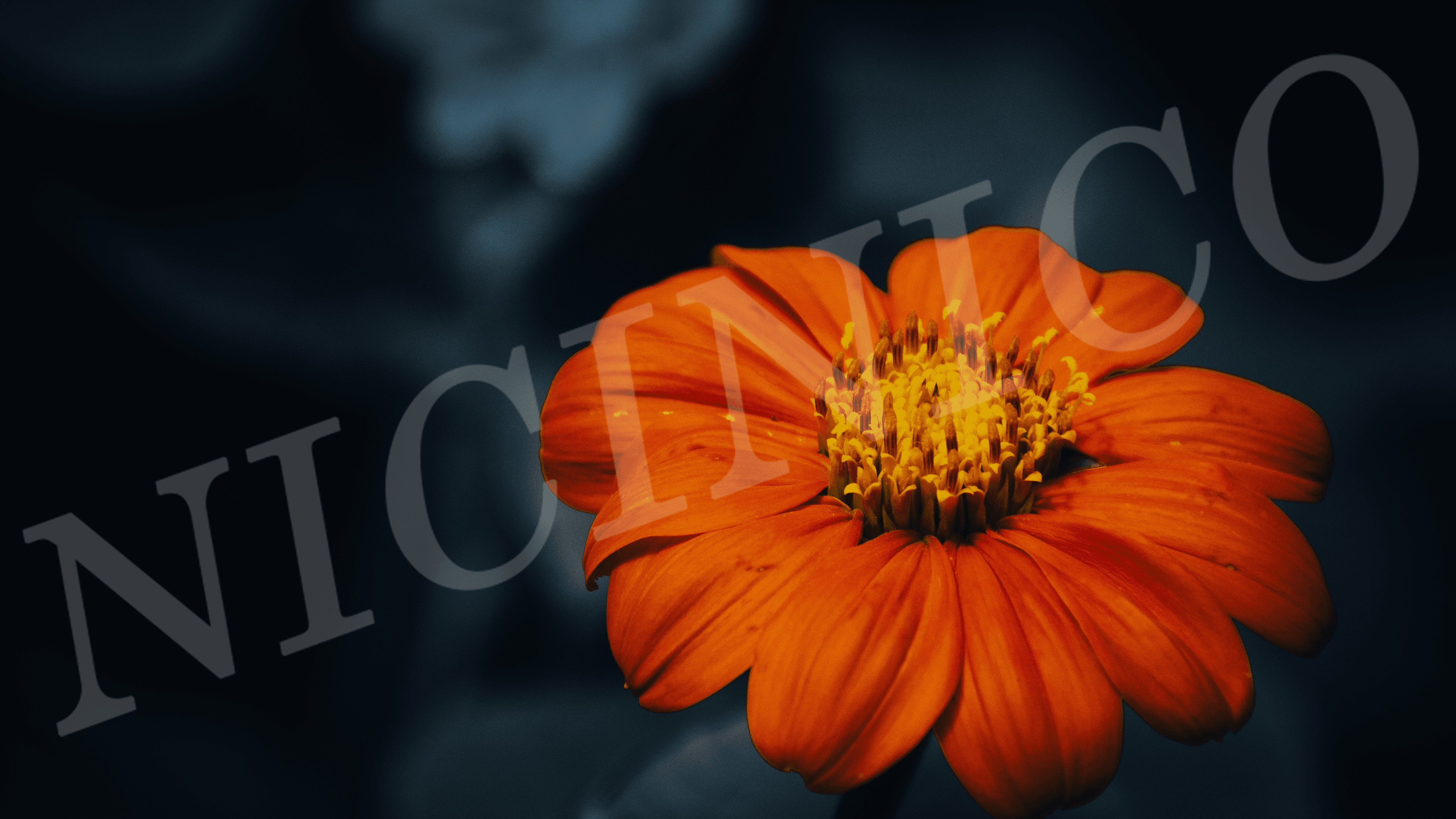 Orange Flower close-up — nature photographed in Amsterdam, NL