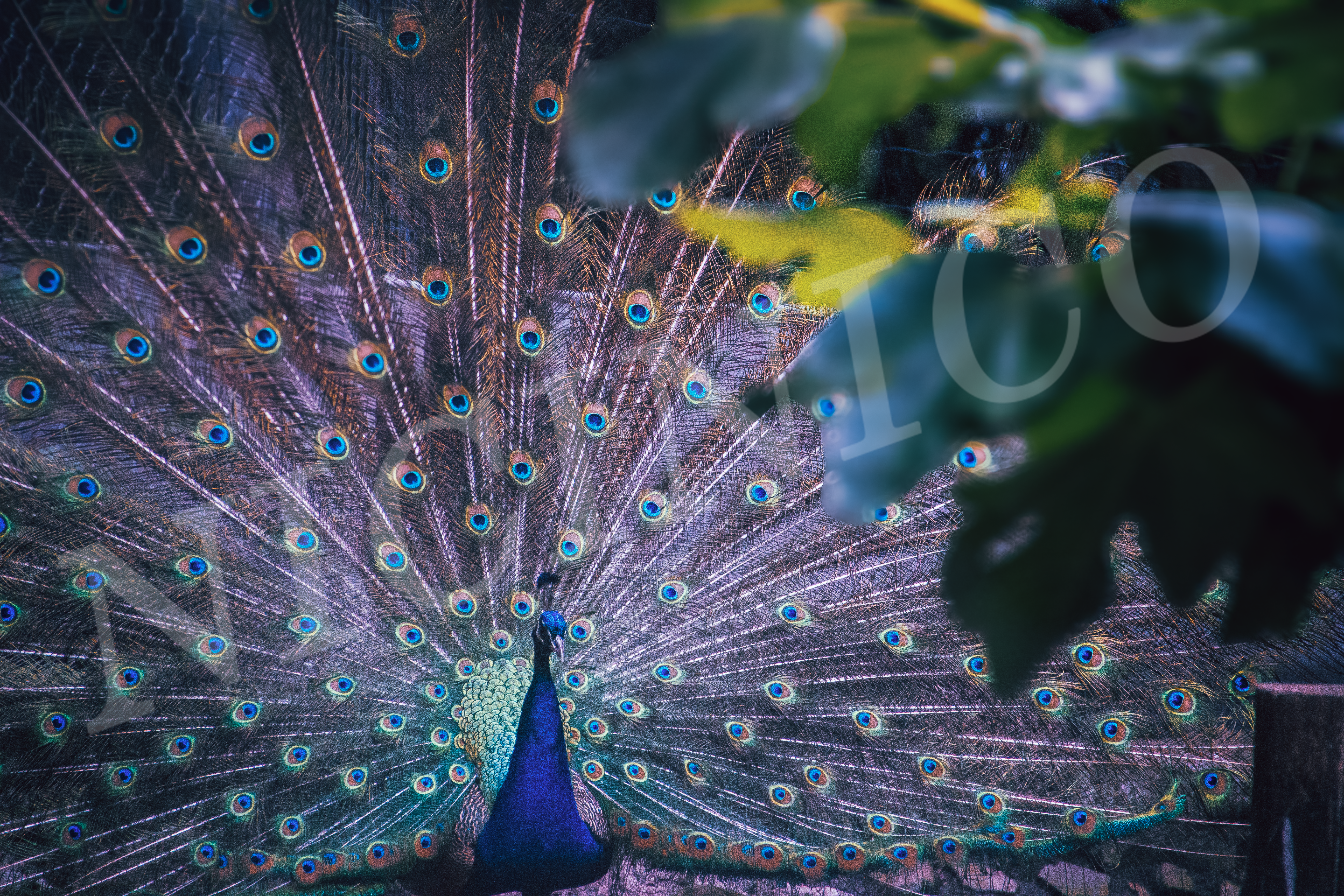 Peacock feathers · animals photographed in Amsterdam Zoo, NL