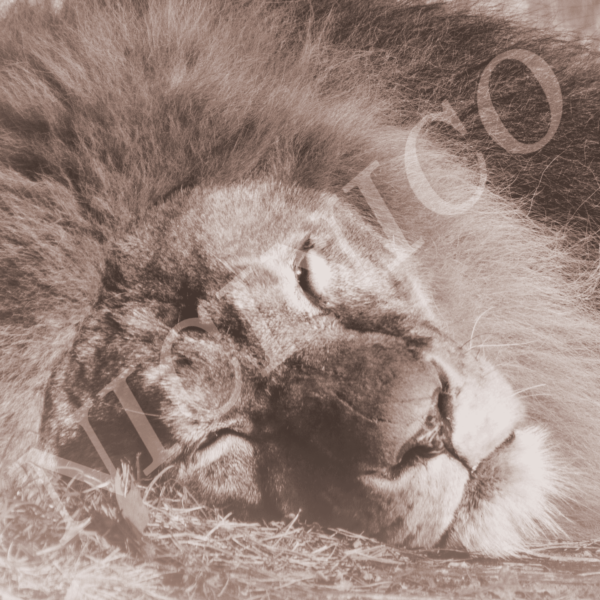 Sleeping giant 🦁 — animals photographed in Amersfoort Zoo, NL